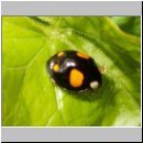 Harmonia axyridis - Asiatischer Marienkaefer 40.jpg